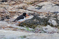 42623 Haematopus ostralegus (Beccaccia di mare)